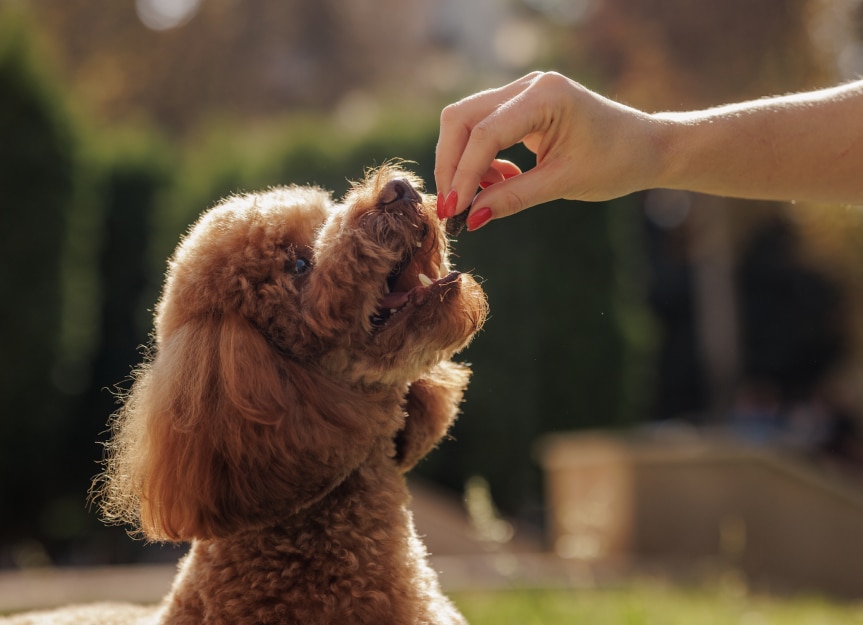 Dog Vitamins: How Do They Work, And Does Your Dog Need Them? | PetMD